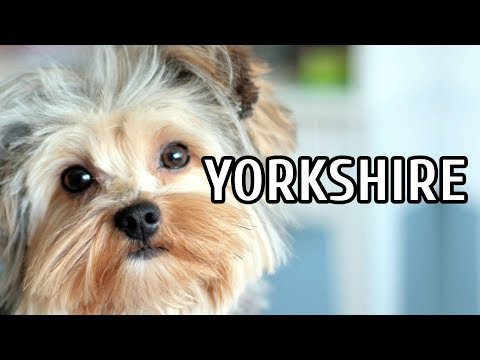 Descubra o que os Yorkshire Terriers gostam: Guia Completo