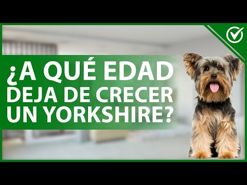 Cuánto pesa un Yorkshire a los 2 meses: Guía de crecimiento y cuidado