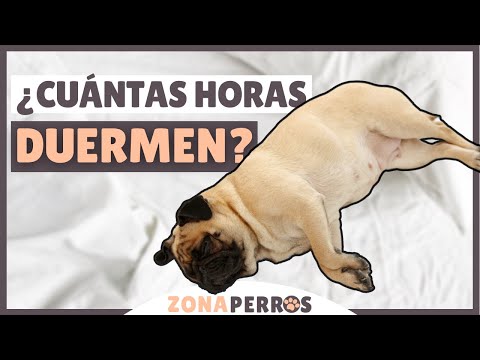 ¿Cuánto duerme un Yorkshire de 2 meses? Descubre su patrón de sueño