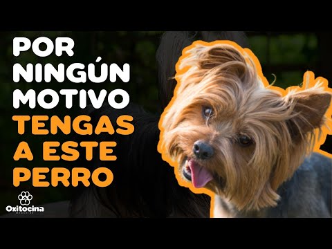 Descubre cuánto puede vivir un Yorkshire: Datos y consejos