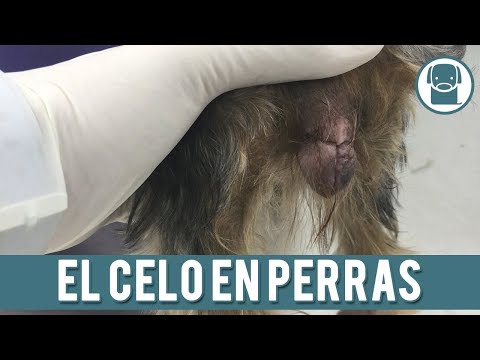 Duración del celo Yorkshire: ¿Cuánto tiempo dura?