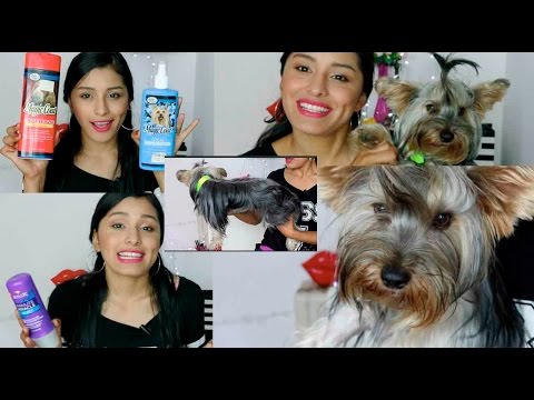 Guía completa: Cómo cuidar el pelo Yorkshire para un pelaje deslumbrante