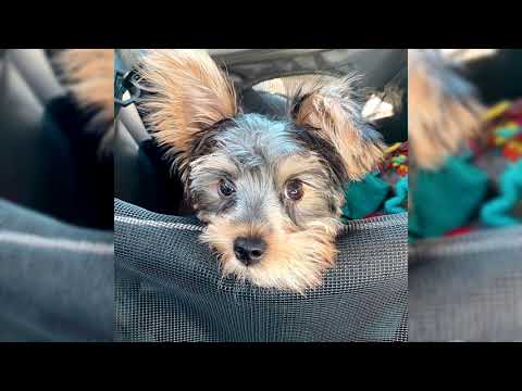 Precio Yorkshire Terrier: Descubre cuánto cuesta esta adorable raza