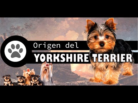 Características de Yorkshire: descubre todo sobre esta raza