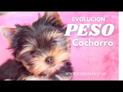 Peso al nacer de un Yorkshire: ¿Cuánto pesa un cachorro de esta raza?