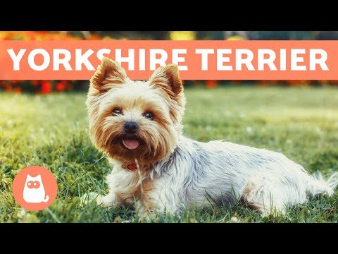 Descubre cómo es un Yorkshire de 2 meses: características y cuidados