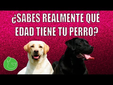 Edad del perro Yorkshire: ¿Cuántos años de vida tiene?