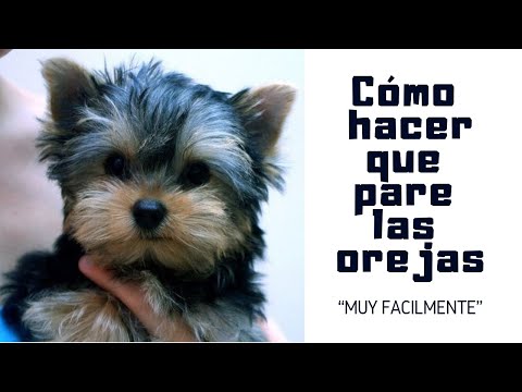 Trucos para parar las orejas a los Yorkshire: ¡Aprende cómo hacerlo!
