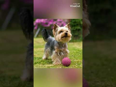 Descubre cuánto cuesta un perro de raza Yorkshire: Precios actualizados