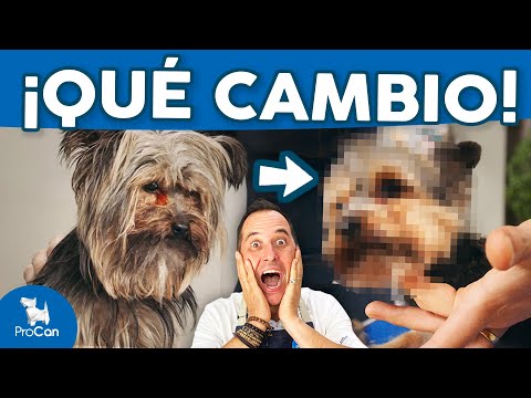 Guía completa sobre cómo pelar un perro Yorkshire: ¡Aprende paso a paso!