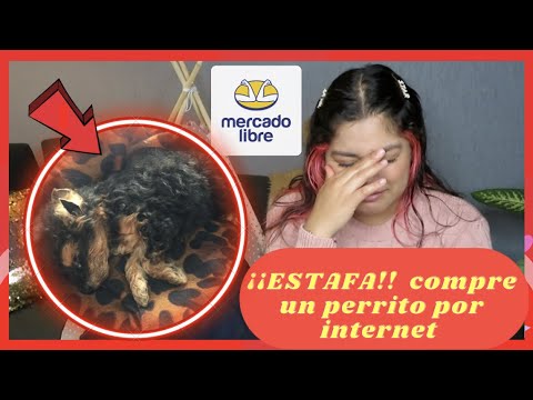 Precio de un Yorkshire Terrier en Estados Unidos: ¿Cuánto cuesta?