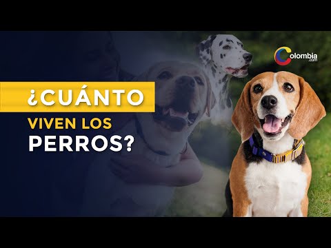 Duración de los Yorkshire: ¿Cuántos años viven estos perros?