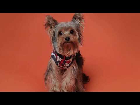 Dónde comprar un Yorkshire Terrier: Guía de tiendas y criadores